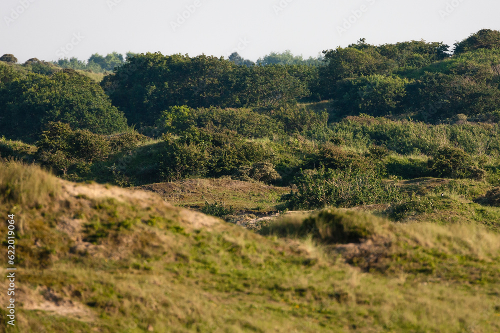 Landscape at the Zuidduinen Landscape at the Zuidduinen