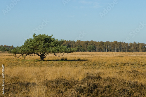 Landschap van Strabrechtse Heide  Landscape at Strabrechtse Heide