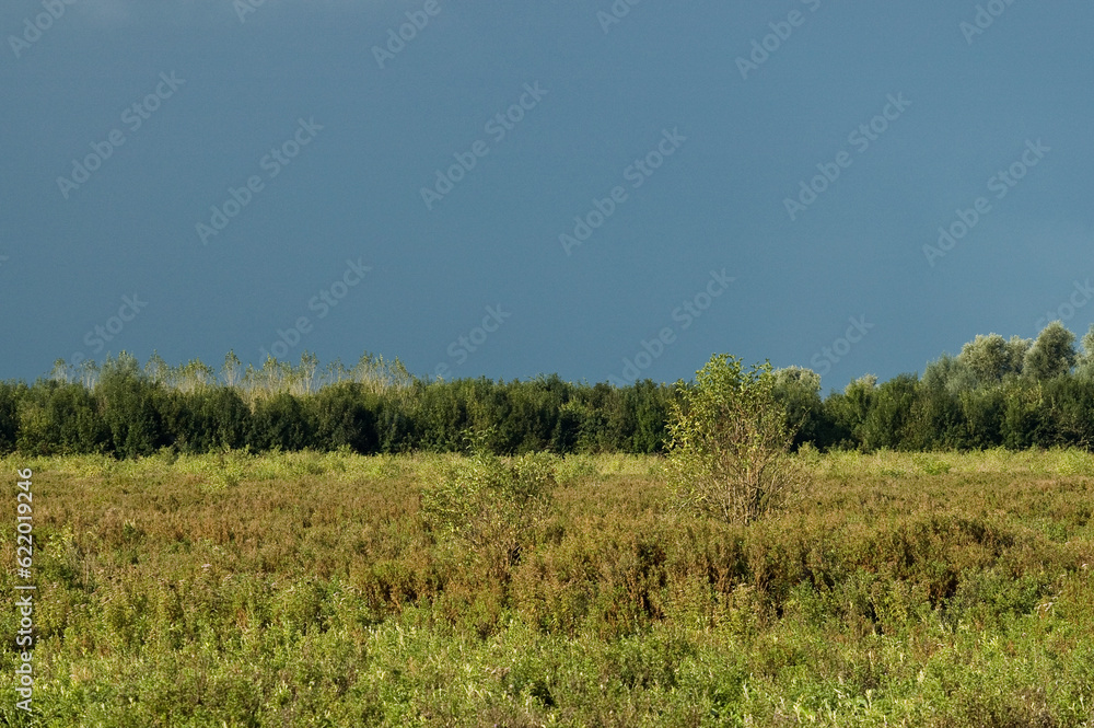 Ruigte, Brushwood Ruigte, Brushwood