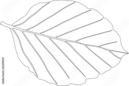 Vectorized beech leaf with only strokes left.