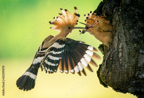 Eurasian hoopoe bird feeding juvenile ( Upupa epops ) © Piotr Krzeslak