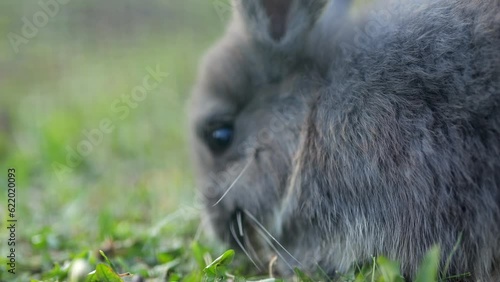 Dark rabbit eats grass moving on ground in nature reserve. Fluffy animal closeup. Concept of rodent species and food consumption slow motion