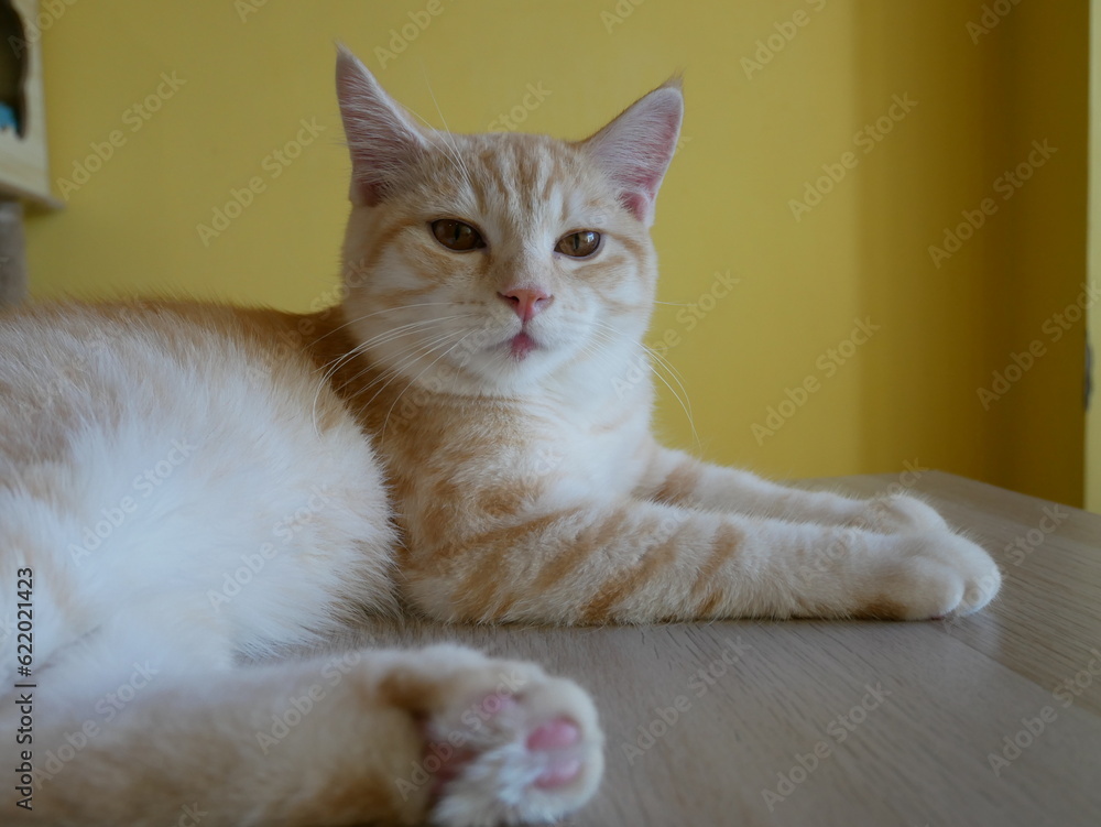 thai cat , old cat in thailand