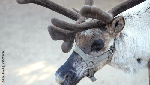 Calm reindeer with big antlers and halter on muzzle in zoo. Wild animal tracking in zoological garden. Family of artiodactyl mammals concept slow motion