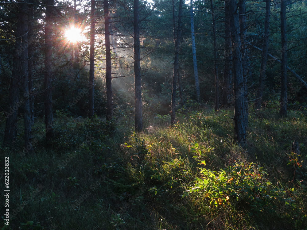 Obraz premium Naaldbos, Conifer forest