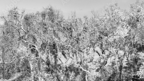 Aerial view of trees from drone, Florida - USA