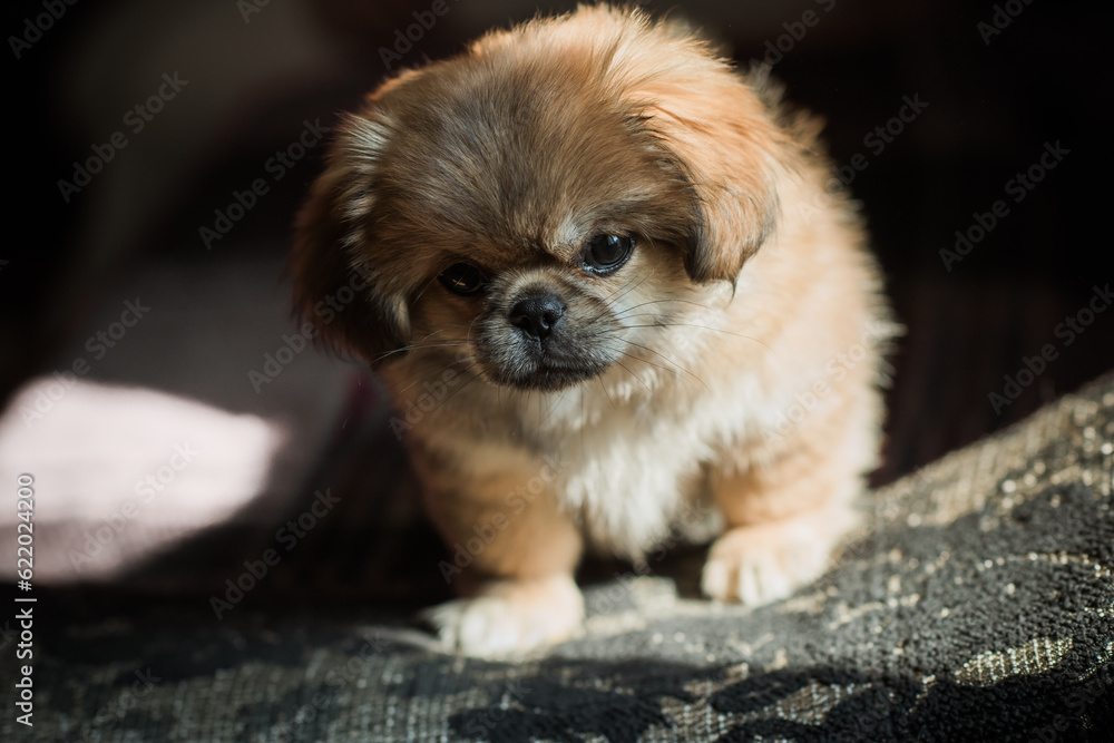 Cute and funny tiny Pekingese dog. Best human friend. Pretty golden puppy dog Cute and funny tiny Pekingese dog. Best human friend. Pretty golden puppy dog