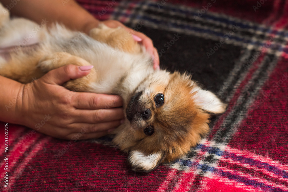 Cute and funny tiny Pekingese dog. Best human friend. Pretty golden puppy dog Cute and funny tiny Pekingese dog. Best human friend. Pretty golden puppy dog