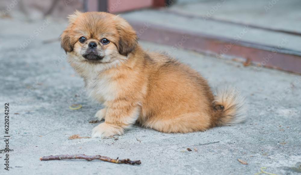 Cute and funny tiny Pekingese dog. Best human friend. Pretty golden puppy dog Cute and funny tiny Pekingese dog. Best human friend. Pretty golden puppy dog