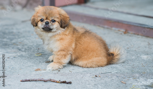 Cute and funny tiny Pekingese dog. Best human friend. Pretty golden puppy dog  © T.Den_Team