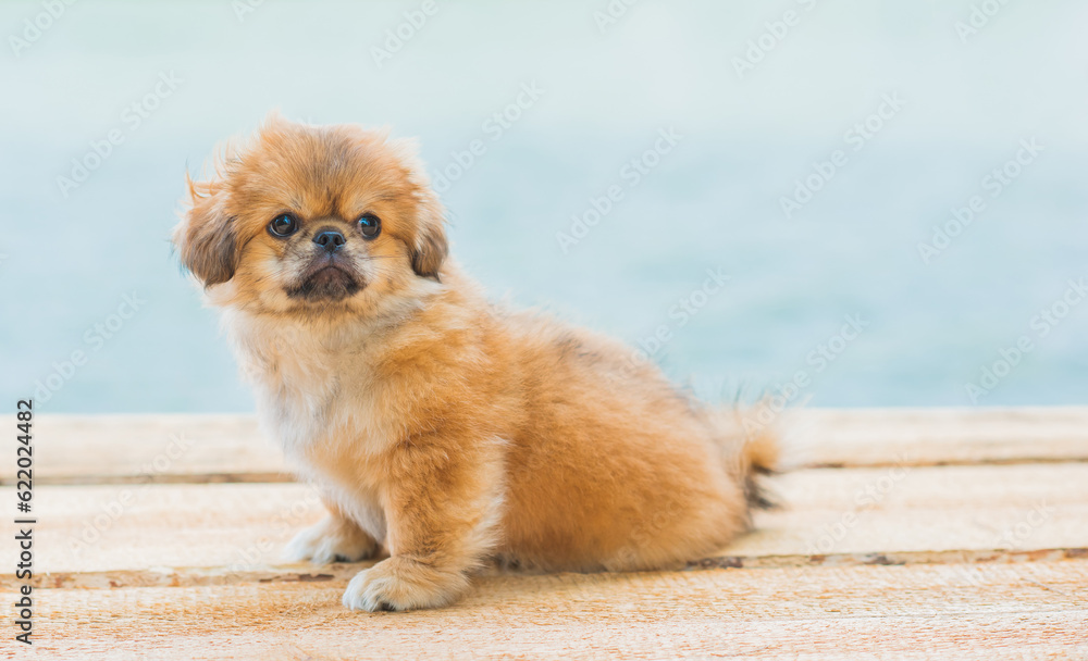 Cute and funny tiny Pekingese dog. Best human friend. Pretty golden puppy dog Cute and funny tiny Pekingese dog. Best human friend. Pretty golden puppy dog