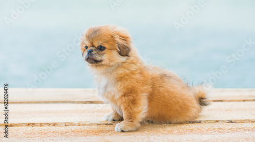 Cute and funny tiny Pekingese dog. Best human friend. Pretty golden puppy dog 