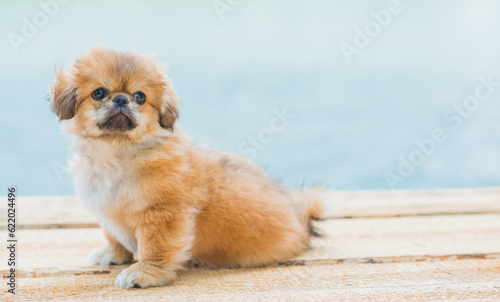 Cute and funny tiny Pekingese dog. Best human friend. Pretty golden puppy dog 