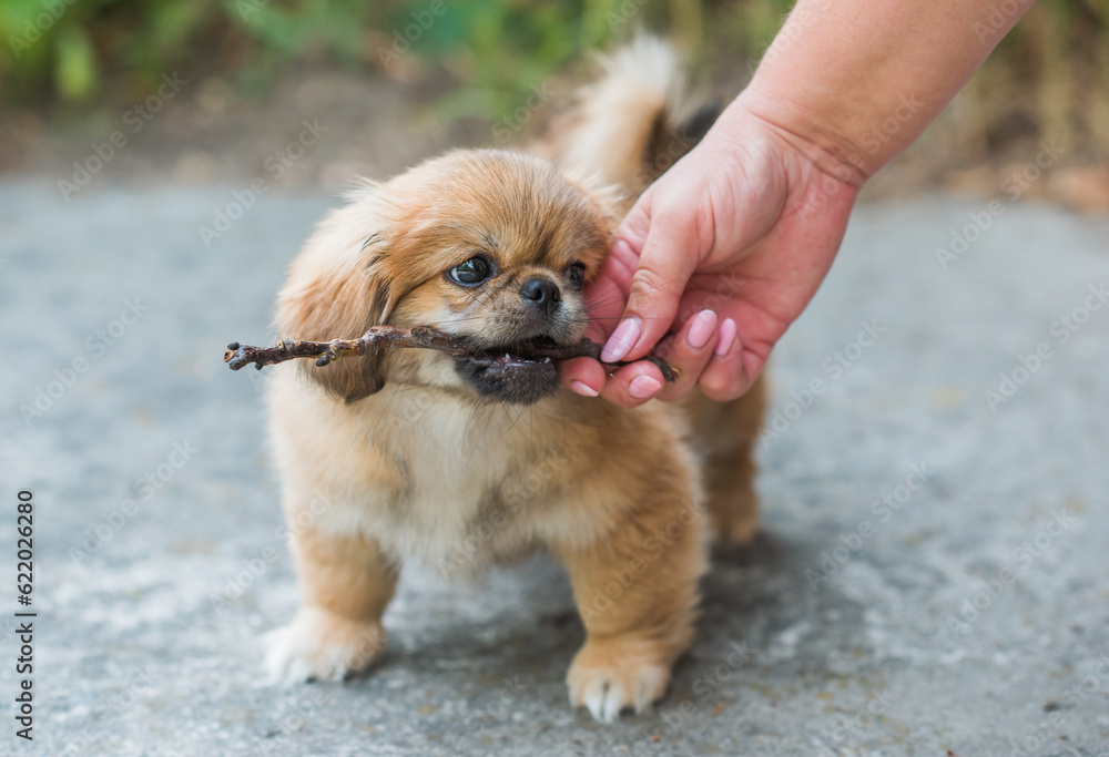 Tiny puppy biting wood stick outdoor scene, pet behavior concept Tiny puppy biting wood stick outdoor scene, pet behavior concept