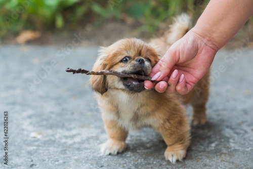 Tiny puppy biting wood stick outdoor scene, pet behavior concept 