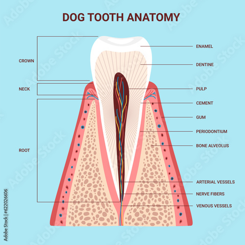 Dog anatomy tooth chart. Internal structure tooth. Canine teeth infographic. Vector illustration cartoon style for vet clinic, healthcare, education