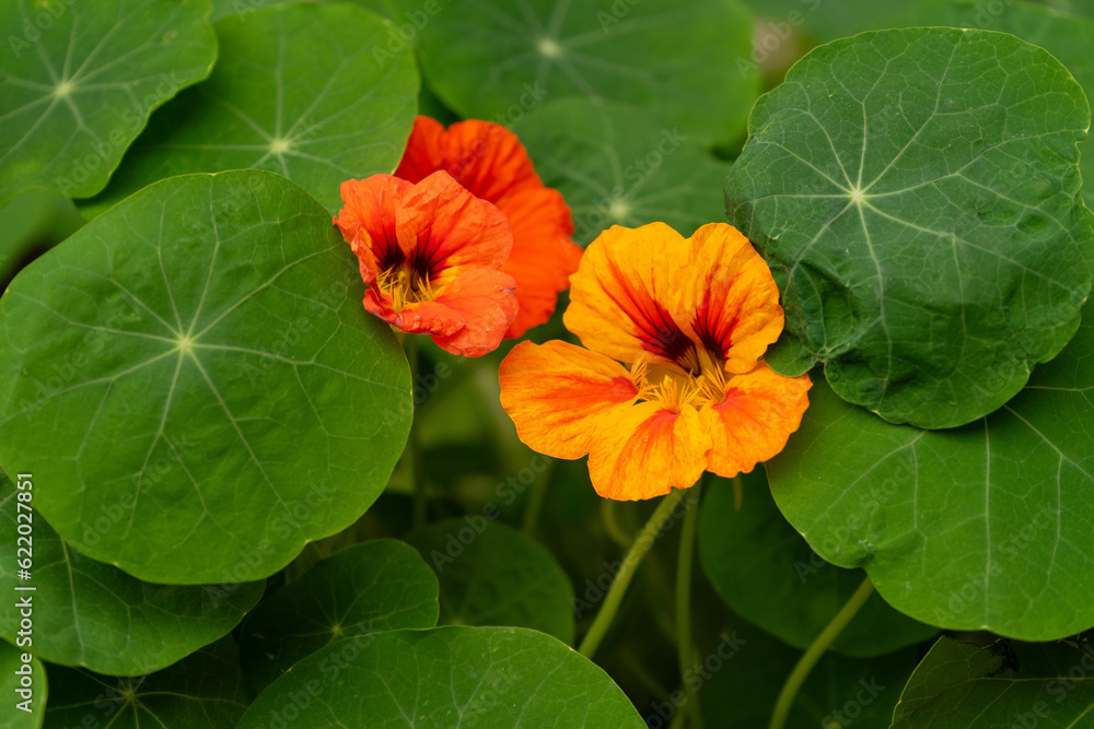 orange flower on green orange flower on green