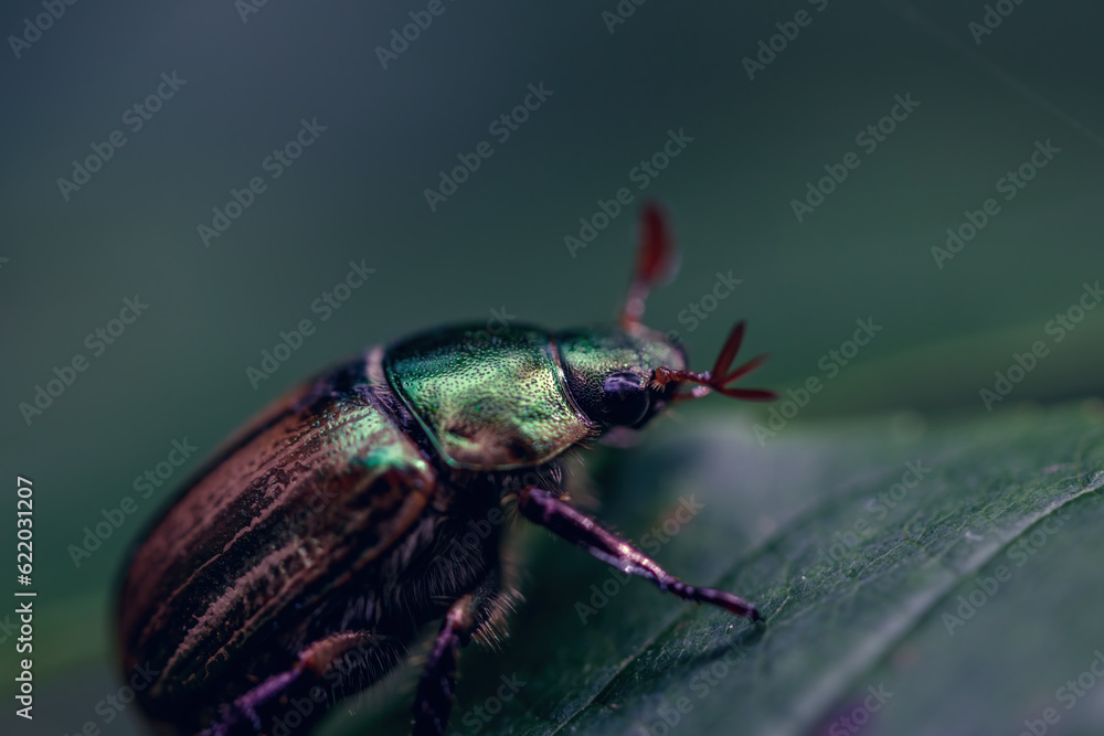 a beetle perched delicately on a vibrant leaf a beetle perched delicately on a vibrant leaf