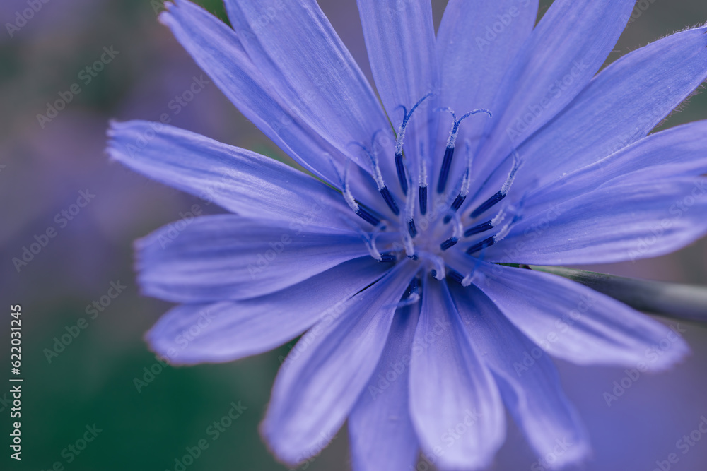 a mesmerizing blue-violet flower a mesmerizing blue-violet flower