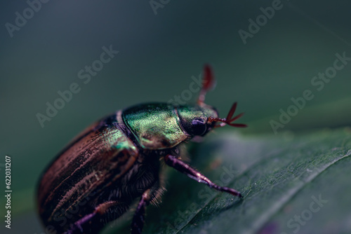  a beetle perched delicately on a vibrant leaf © daniele