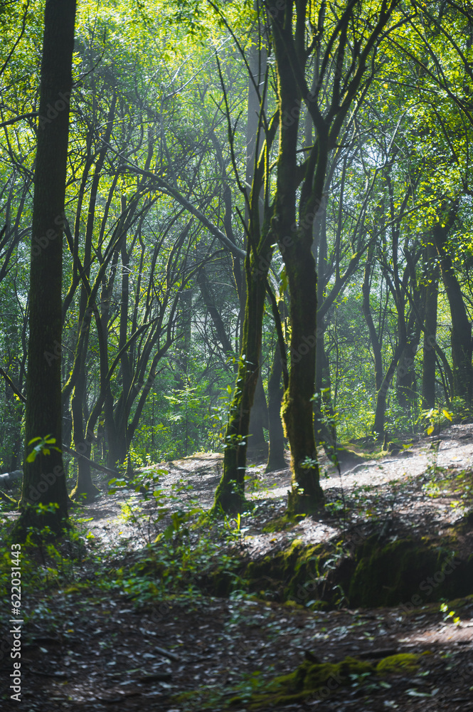 Trees with moss in the middle of the forest, the mist generates mysticism, the rays of light enter between the branches. Trees with moss in the middle of the forest, the mist generates mysticism, the rays of light enter between the branches.