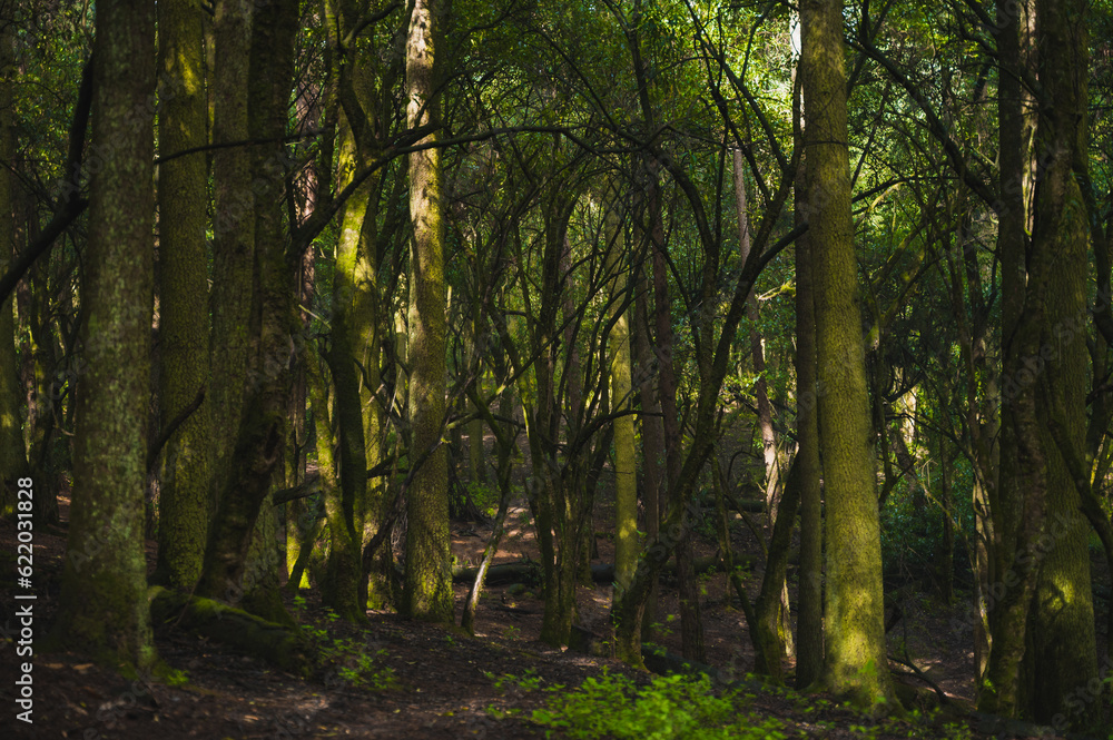 Trees with moss in the middle of the forest, the mist generates mysticism, the rays of light enter between the branches. Trees with moss in the middle of the forest, the mist generates mysticism, the rays of light enter between the branches.