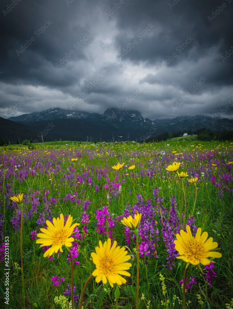 Obraz premium meadow with flowers