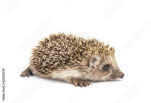 hedgehog isolated. Small mammal with spiny hairs on its back and sides 