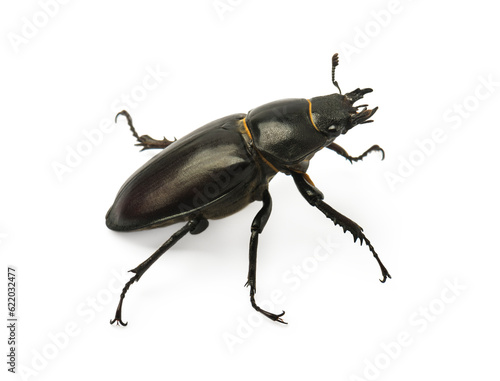  Dorcus parallelipipedus, the lesser stag beetle, is a species of stag beetle from the family Lucanidae. © ulkan