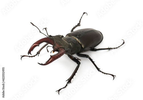 Stag beetle isolated on white background (Lucanus Cervus) © ulkan
