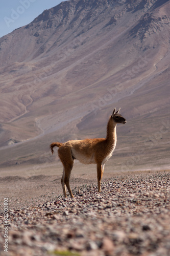 llama on the desert