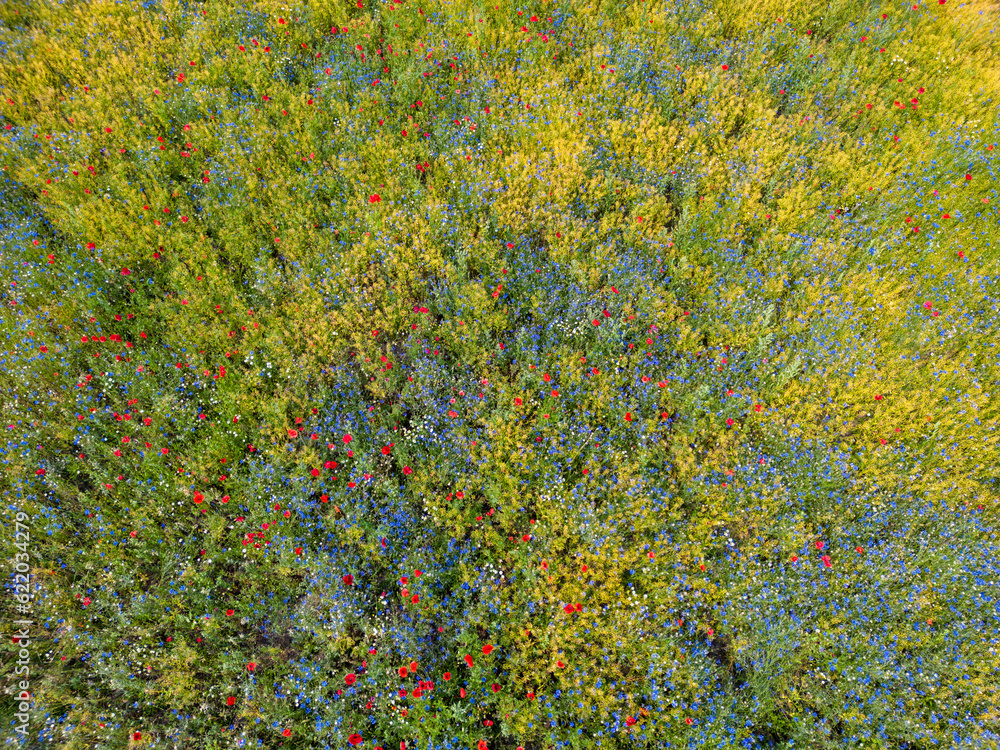 Luftaufnahme einer Blumenwiese