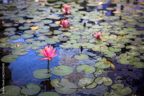 Pink water lilies in pond tightened the surface of the water. Nymphaeaceae is a family of flowering plants, commonly called water lilies. photo