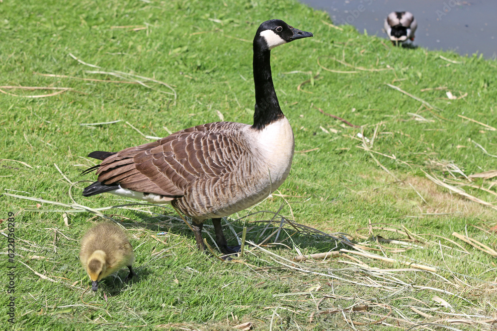 Goose and goslings on the grass Goose and goslings on the grass
