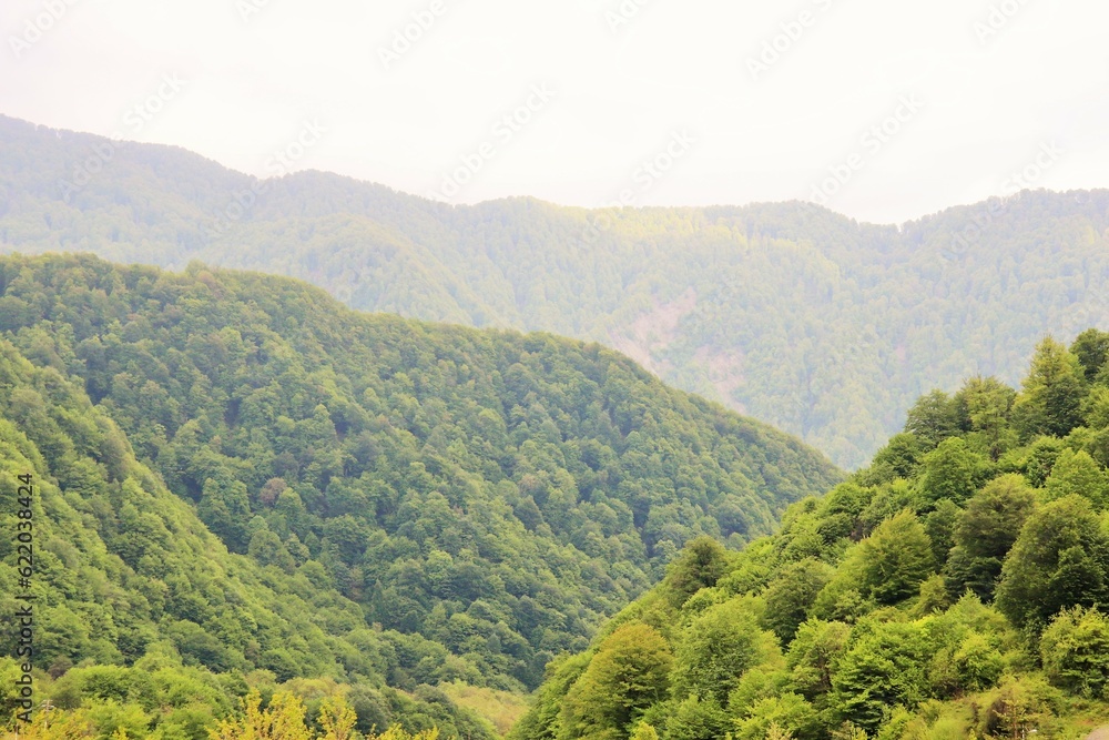 Mountain landscape covered with dense lush green vegetation