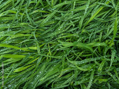 close up of green grass morning dew