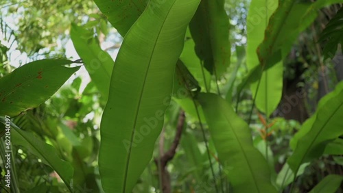 Close up of green plant on tropical exotic garden on a sunny morning in Tulum 