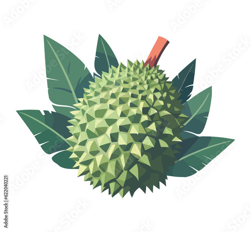 Fresh organic fruit durian, healthy summer eating