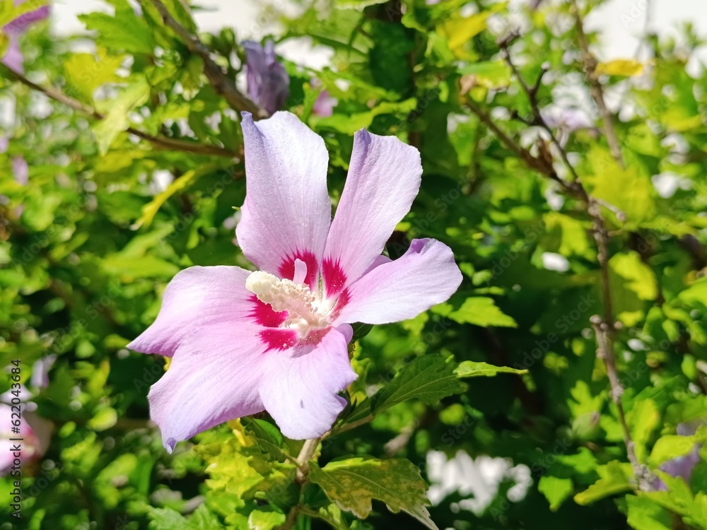 pink and white flowers pink and white flowers