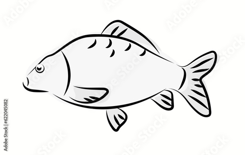 Karp ilustracja rysunek