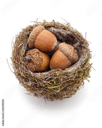 Acorns in nest.