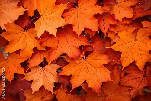 Background from a pile of maple leaves.