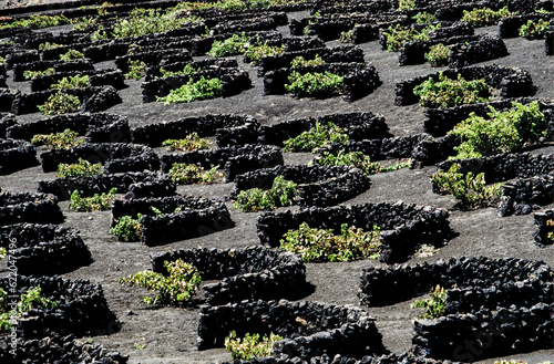 La Geria landscape in Lanzarote is vine growing at vineyards on volcanic ash, they produce Malvasia white wine photo