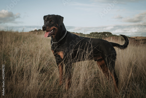 Perro negro raza rottweiler