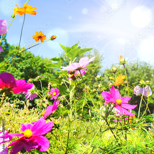 Beautiful flower meadow wit...