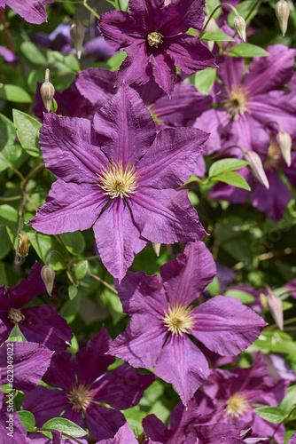 Clematis blooms in the garden. Clematis (lat. Clematis) is a genus of plants in the Buttercup family (Ranunculaceae).