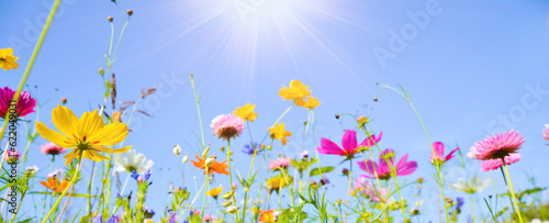 Beautiful flower meadow with wildflowers in the sun and blue sky - A glorious day photo