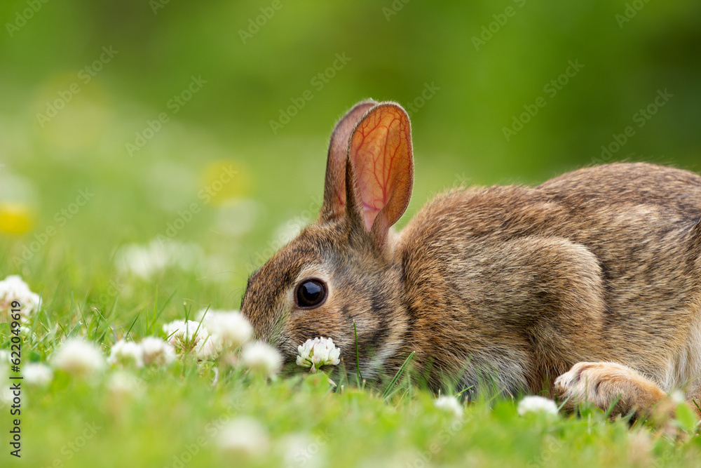 European rabbit is sitting on the green grass and eating clover. European rabbit is sitting on the green grass and eating clover.