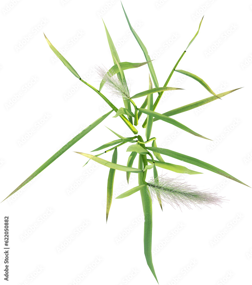 Naklejka premium Top view of wild grass