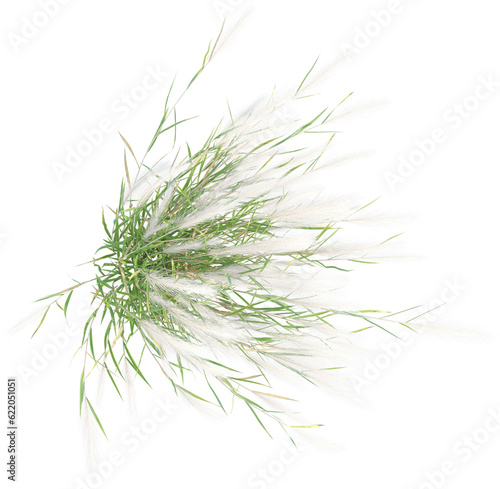 Top view of wild grass